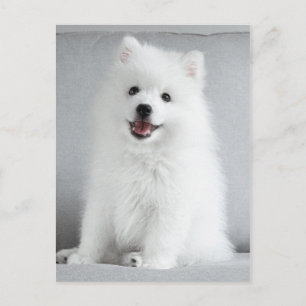 Cute Fluffy Japanese Spitz Puppy Postcard
