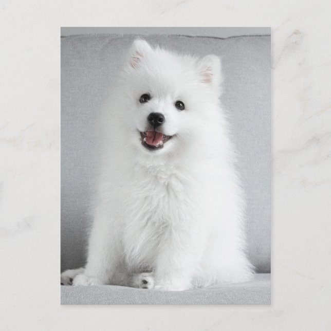 Cute Fluffy Japanese Spitz Puppy Postcard (Front)