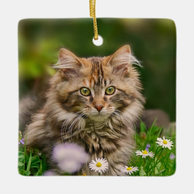 Cute Fluffy Maine Coon Kitten Cat Animal Photo *'* Ceramic Tree Decoration (Front)