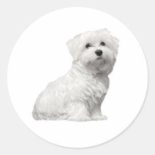 Cute Fluffy Maltese Lili Classic Round Sticker