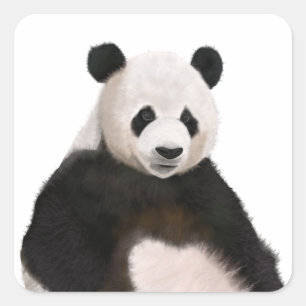 Cute Fluffy Panda Bear Square Sticker