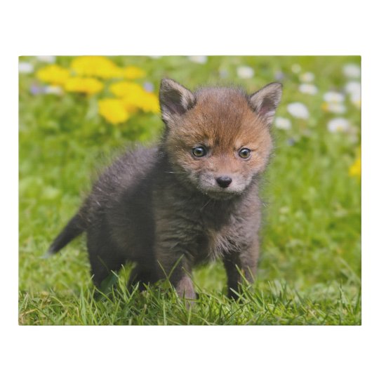 Cute Fluffy Red Fox Kit Cub Wild Baby Animal Photo Faux Canvas ...