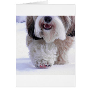 Cute Fluffy Tibetan Terrier Snow Paw