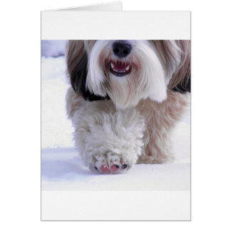Cute Fluffy Tibetan Terrier Snow Paw