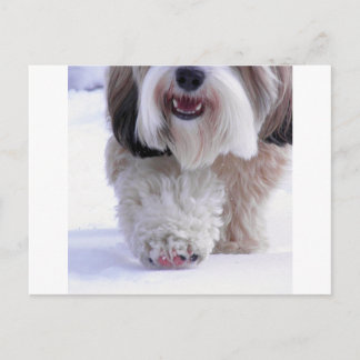 Cute Fluffy Tibetan Terrier Snow Paw Postcard