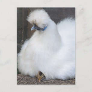 Cute Fluffy White Chicken and Chick postcard