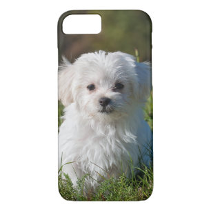 Cute Fluffy White Maltese Puppy Dog Case-Mate iPhone Case