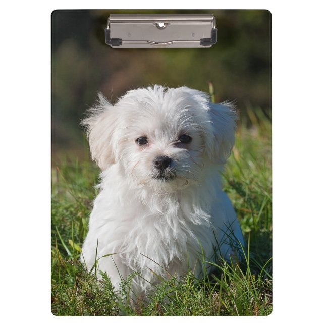 Cute Fluffy White Maltese Puppy Dog Clipboard (Front)