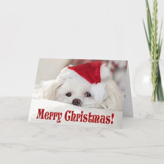 Cute Fluffy White Maltese Puppy Dog in a Santa Hat Holiday Card (Front)
