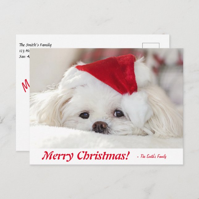 Cute Fluffy White Maltese Puppy Dog in a Santa Hat Postcard (Front/Back)