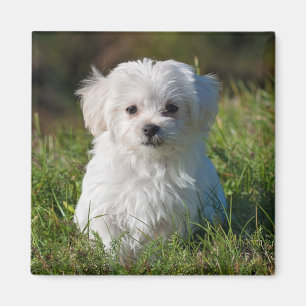 Cute Fluffy White Maltese Puppy Dog Magnet