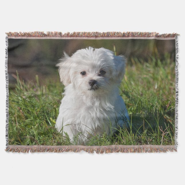 Cute Fluffy White Maltese Puppy Dog Throw Blanket (Front)