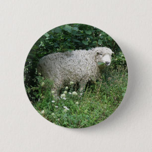 Cute Fluffy White Sheep Eating Button