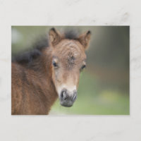 Cute Foal Baby Horse