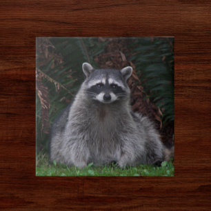 Cute Forest Racoon Wildlife Photo Tile