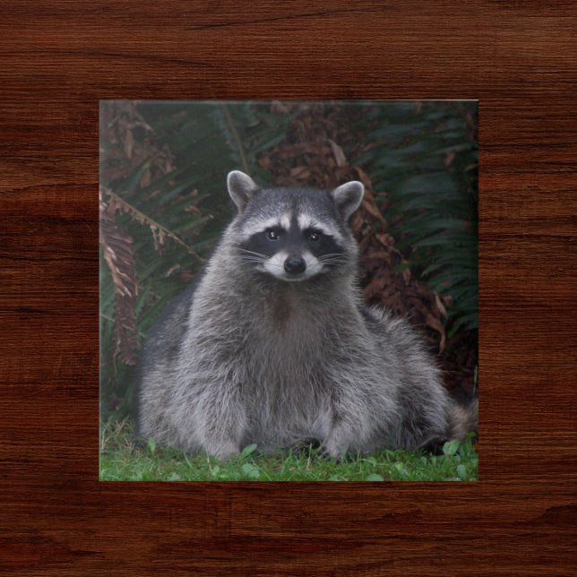 Cute Forest Racoon Wildlife Photo Tile (In Situ)