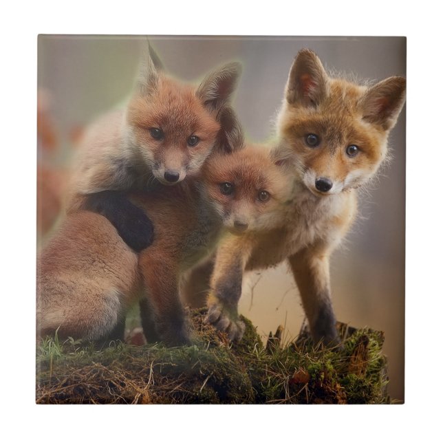 Cute Fox Family Tile (Front)
