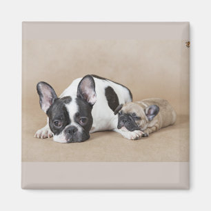 Cute French Bull with puppy Magnet