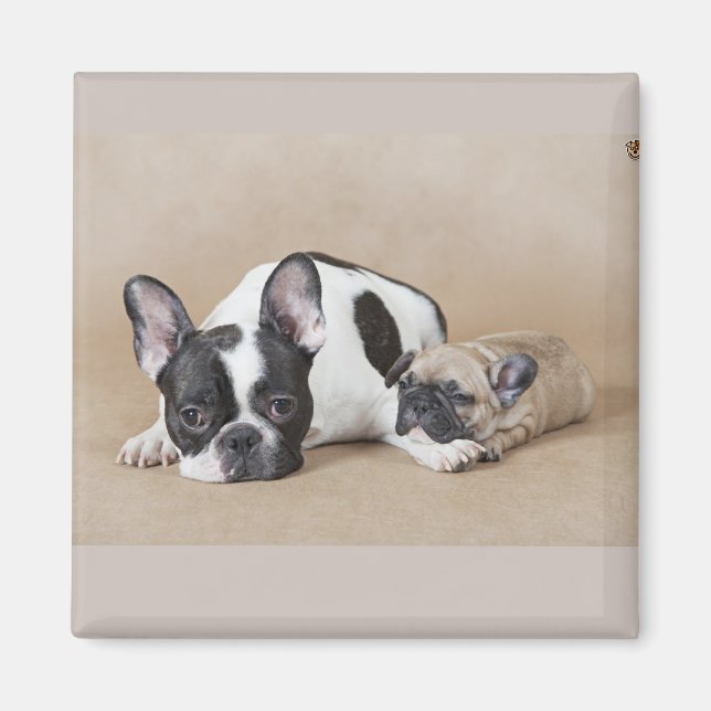 Cute French Bull with puppy  Magnet (Front)