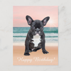 Cute French Bulldog Beach Sun Water Postcard