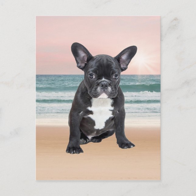 Cute French Bulldog Beach Sun Water Postcard (Front)