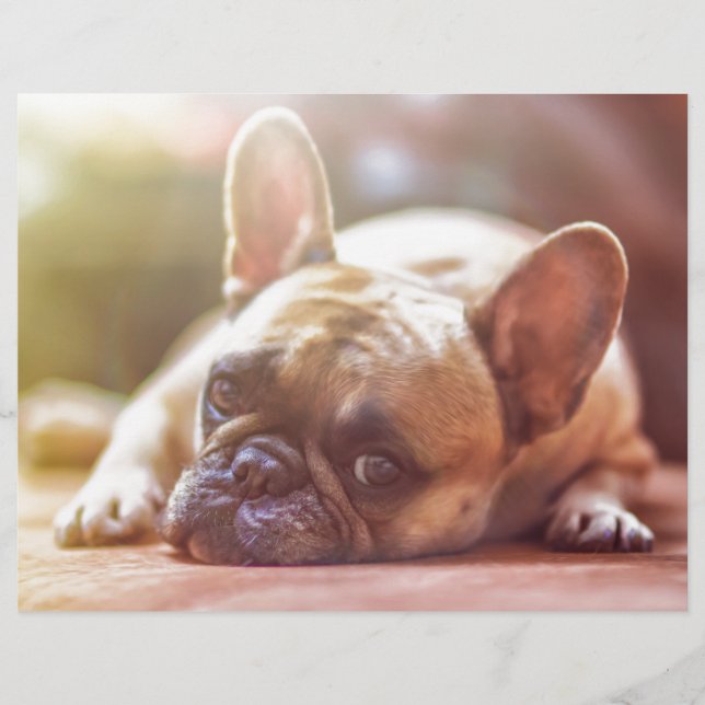 Cute French Bulldog Face, Lying Down (Front)