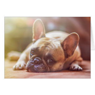 Cute French Bulldog Face, Lying Down