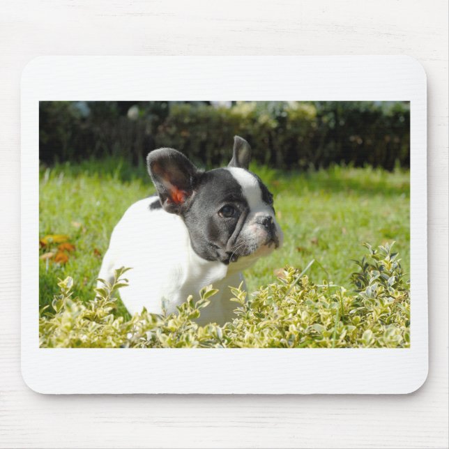 Cute French bulldog on grass Mouse Pad (Front)