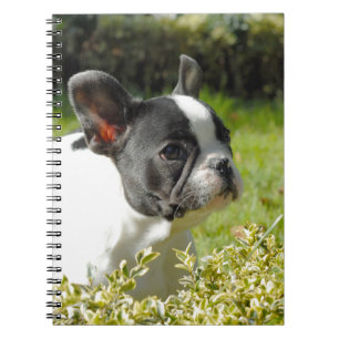 Cute French bulldog on grass Spiral Notebook