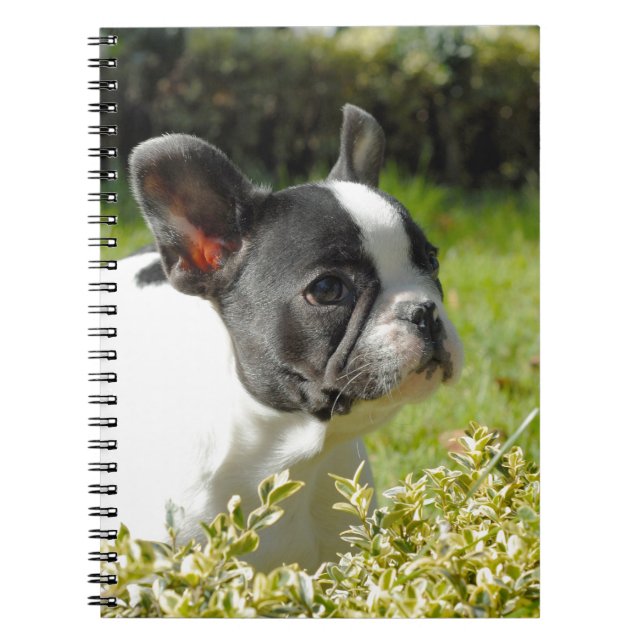Cute French bulldog on grass Spiral Notebook (Front)