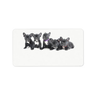 Cute French Bulldog Puppies Label