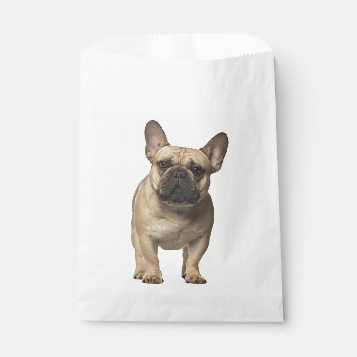 how much are french bulldogs nz