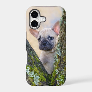 Cute French Bulldog Puppy Posing in a Branch Fork