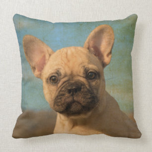 Cute French Bulldog puppy, vintage Cushion