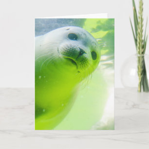 Cute Friendly Seal Underwater Card