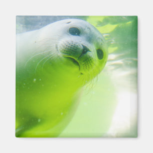 Cute Friendly Seal Underwater Magnet