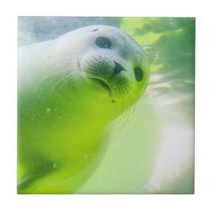 Cute Friendly Seal Underwater Tile