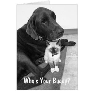 Cute Friends Labrador Kitten Photo Custom