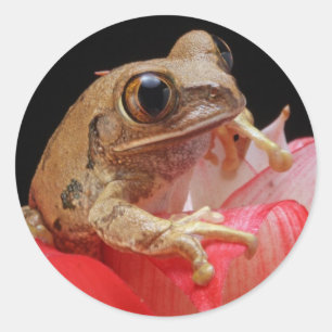 Cute Frog Classic Round Sticker