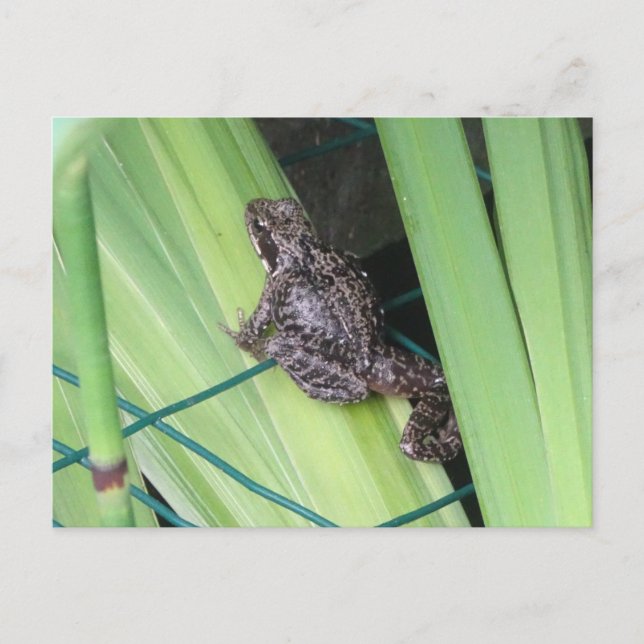 Cute Frog DIY Postcard (Front)