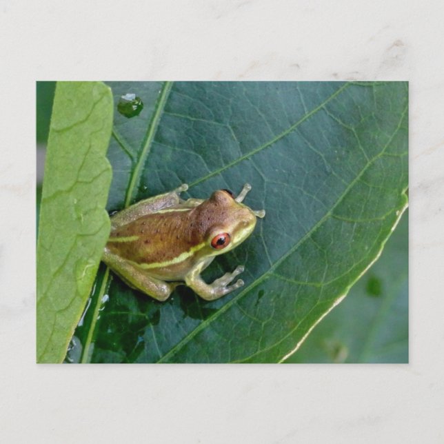 Cute frog postcard (Front)