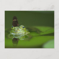 Cute frog with a Butterfly on his nose