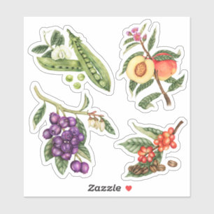 Cute Fruit