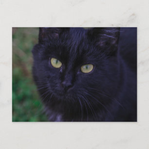 Cute Funky Black Cat Kitten Yellow Eyes Postcard
