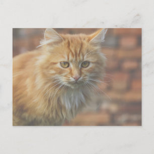 Cute Funky Ginger Cat Kitten Face Postcard