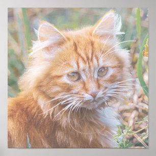 Cute Funky Ginger Cat Kitten Painting Poster