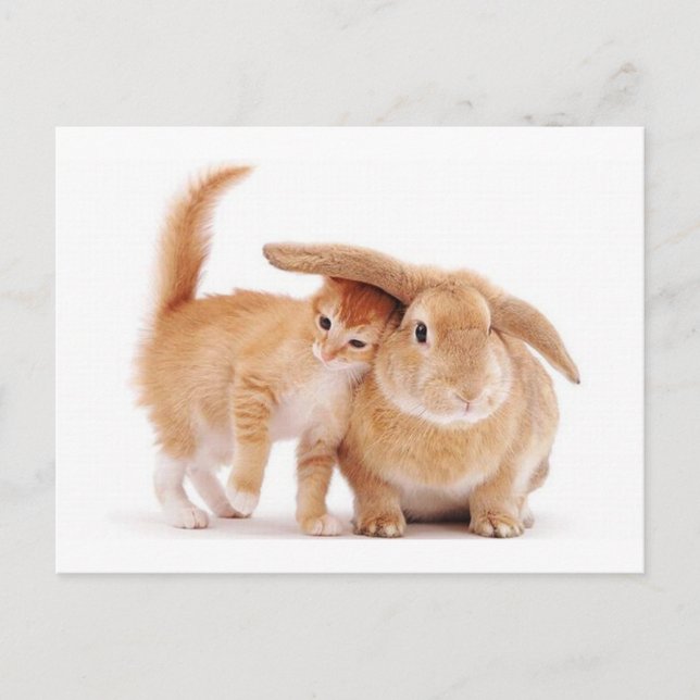 cute_funny_animals_8  kitten bunny rabbit friends postcard (Front)