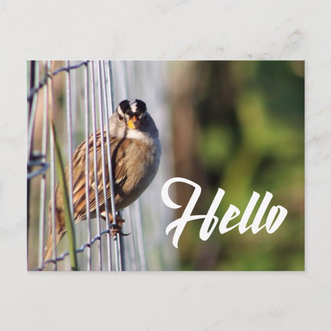Cute funny bird hello photo postcard (Front)
