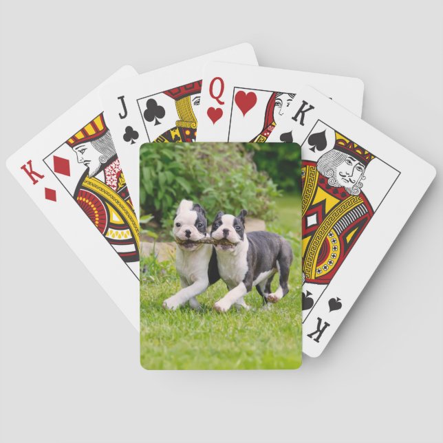 Cute funny Boston Terrier dogs puppies playing - Cards (Back)