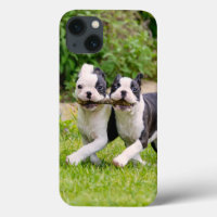 Cute funny Boston Terrier dogs puppies playing -